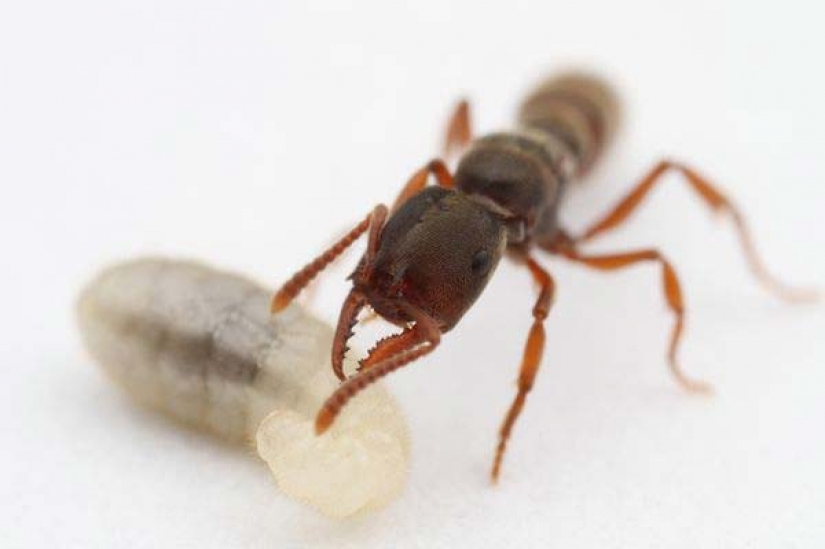 Animales recién descubiertos que aún no has visto