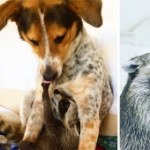 Animals that grew up together