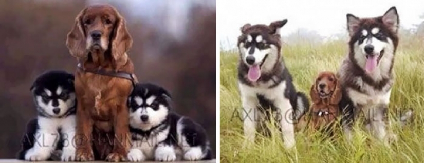Animals that grew up together