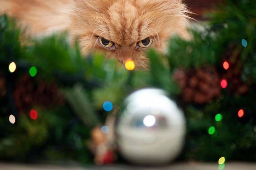 Animals that hate Christmas and New year