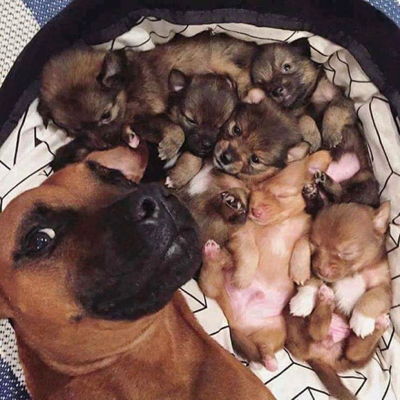 Animals that will teach you how to take selfies Animals that will teach you how to take selfies