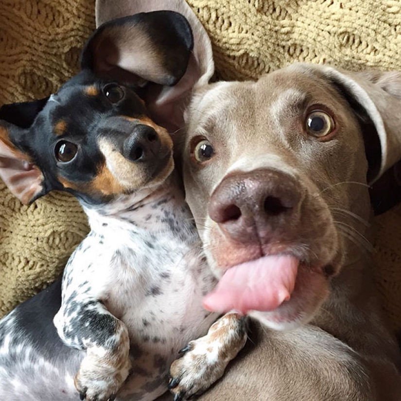 Animals that will teach you how to take selfies Animals that will teach you how to take selfies
