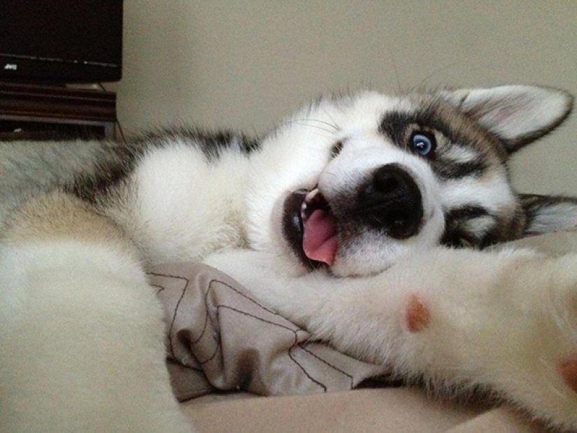 Animals that will teach you how to take selfies Animals that will teach you how to take selfies