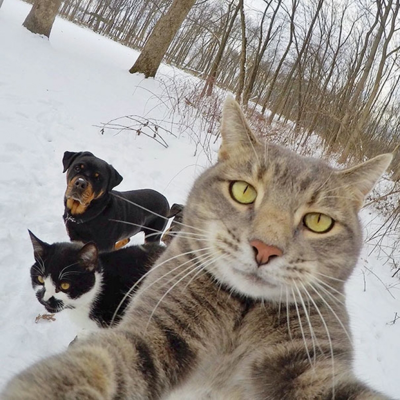 Animals that will teach you how to take selfies Animals that will teach you how to take selfies