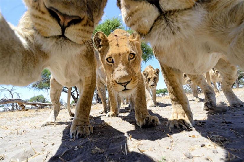 Animals that will teach you how to take selfies Animals that will teach you how to take selfies