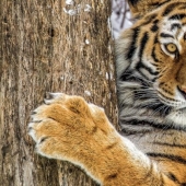 As animal rights activists nearly destroyed the last of the Amur tigers