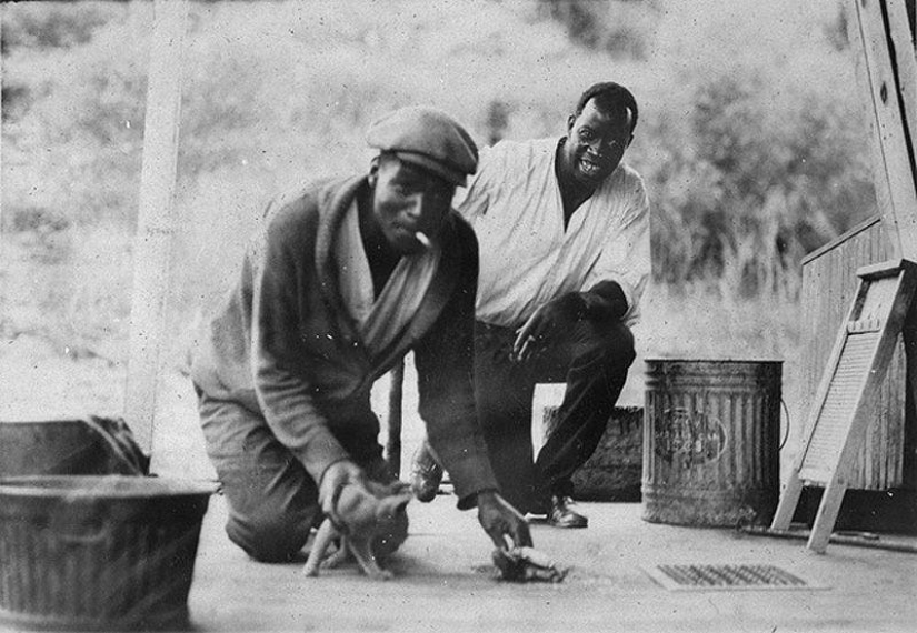 As cat walked into the sea