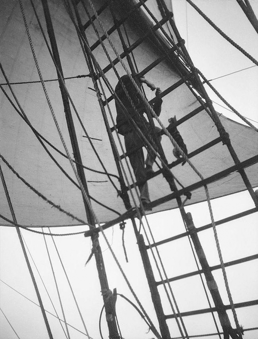 As cat walked into the sea