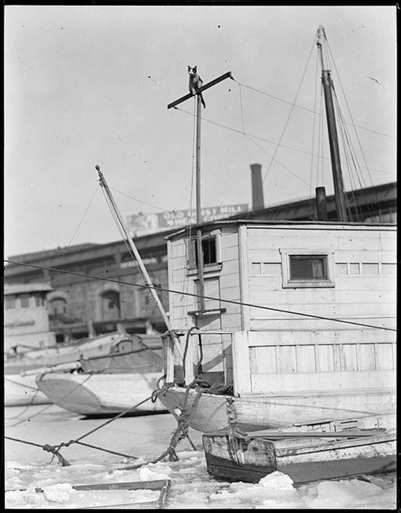 As cat walked into the sea