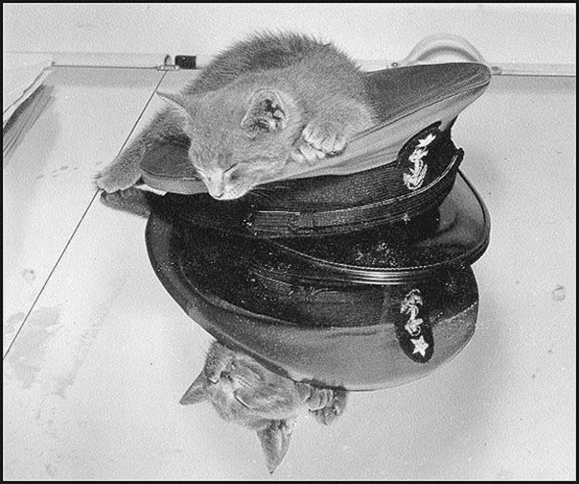 As cat walked into the sea