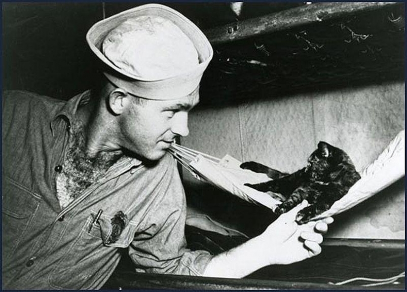 As cat walked into the sea