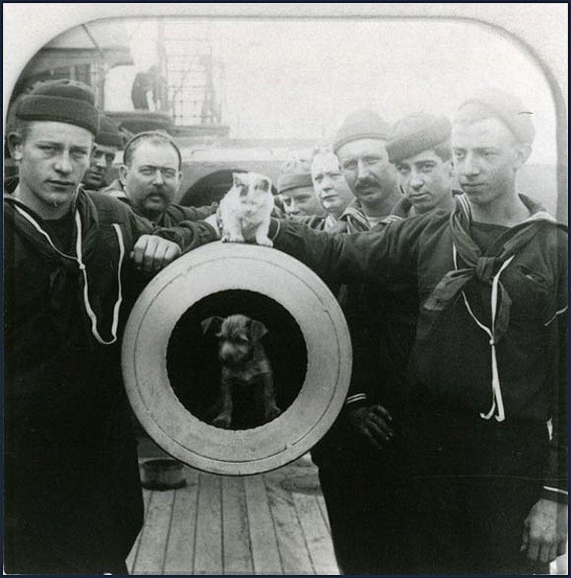 As cat walked into the sea