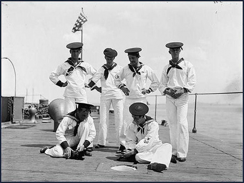 As cat walked into the sea