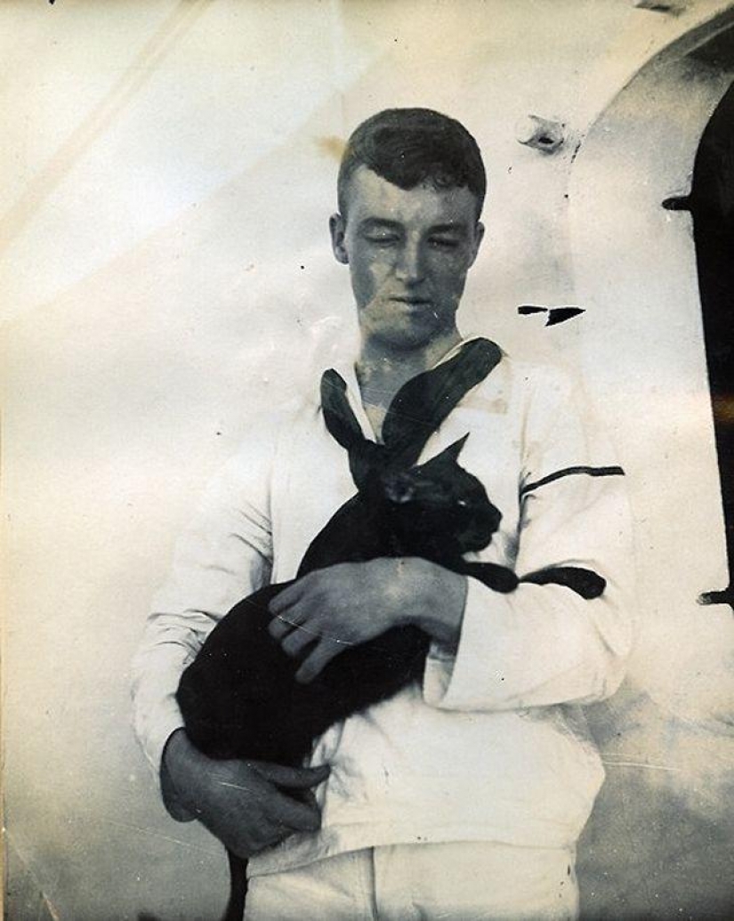 As cat walked into the sea