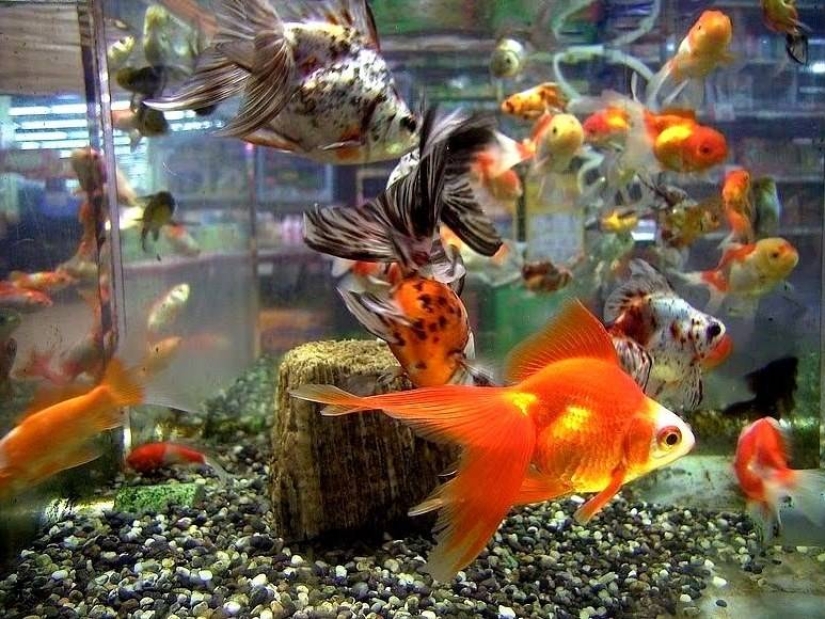 Asesino del acuario, o no ofendas a los más pequeños Asesino del acuario, o no ofendas a los más pequeños