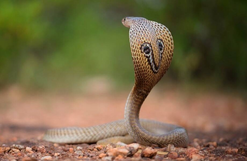 Attempt number two: A Hindu killed his wife with a poisonous snake