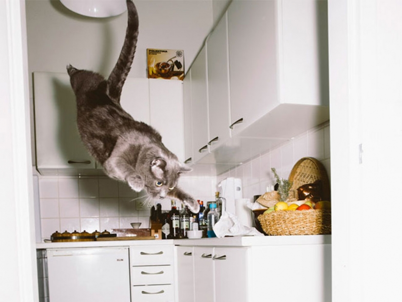 Austrian photographer takes a flying cats