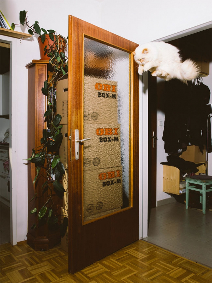 Austrian photographer takes a flying cats