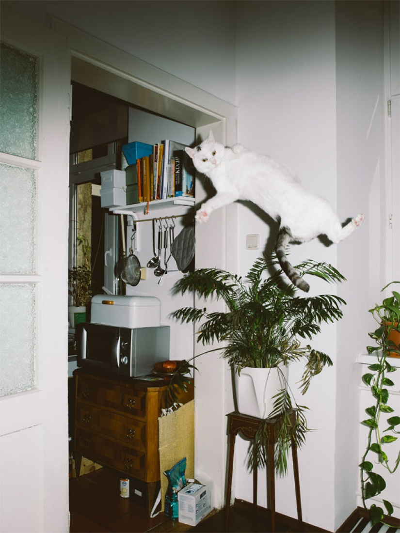 Austrian photographer takes a flying cats