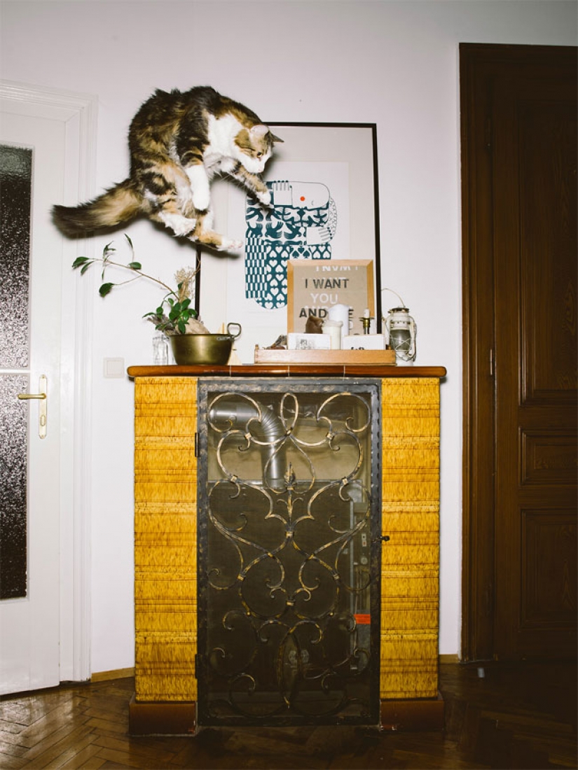Austrian photographer takes a flying cats