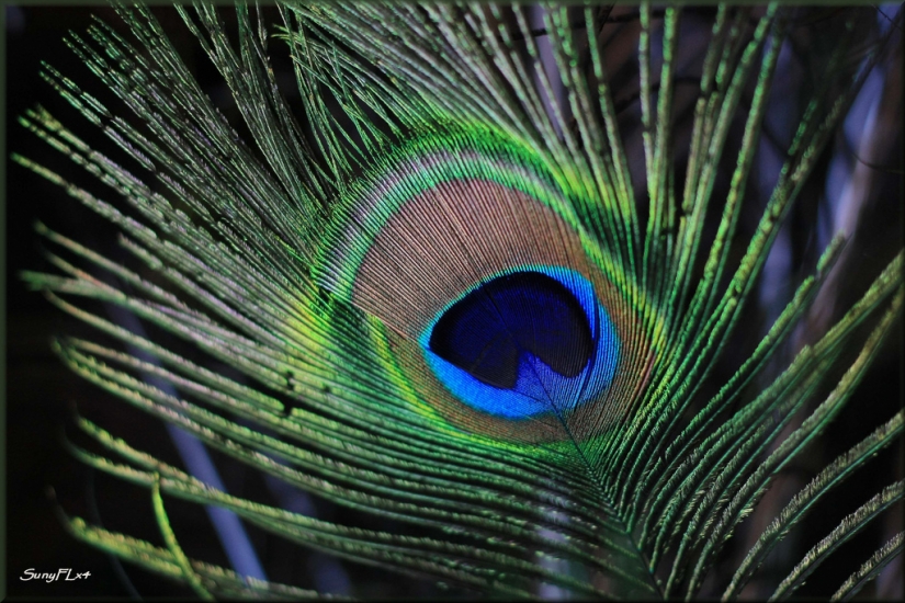 Bad luck souvenirs Bad luck souvenirs