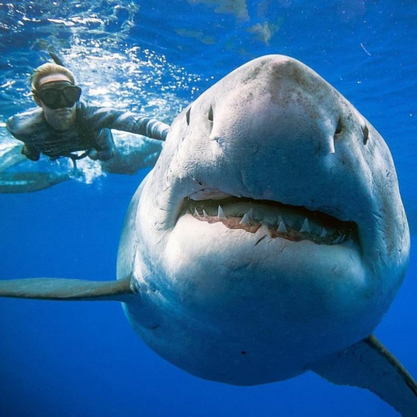 Beauty and the Beast: how a brave model from Hawaii saves white sharks