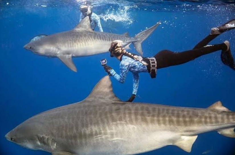 Beauty and the Beast: how a brave model from Hawaii saves white sharks