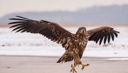 Best Funny Wildlife Pictures