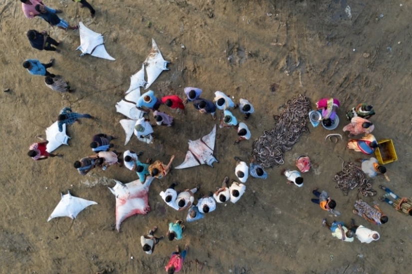 Big is seen from a distance: winners of the Drone Photo Awards 2020