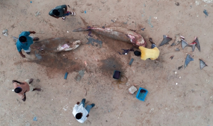 Big se ve desde la distancia: ganadores de los Drone Photo Awards 2020