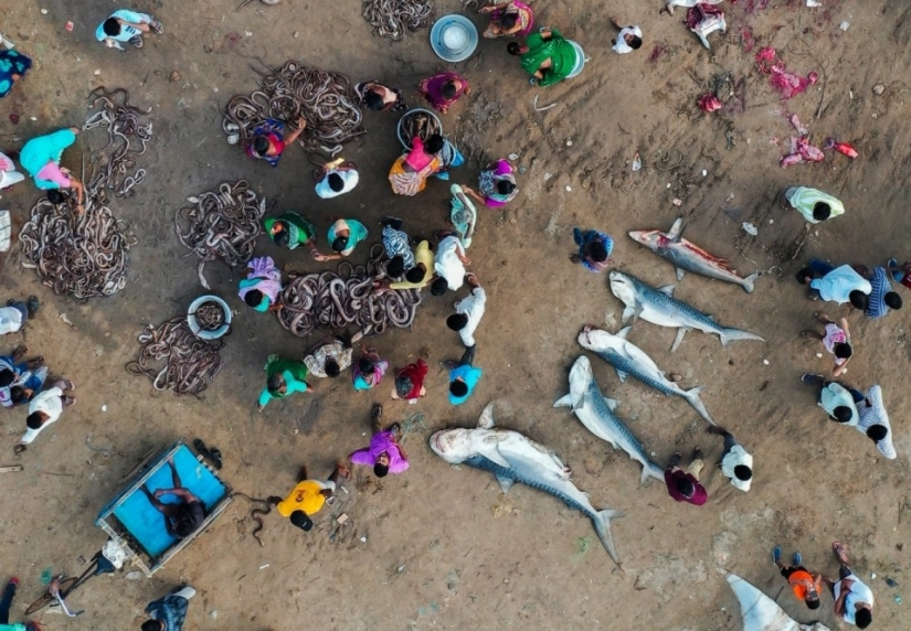 Big se ve desde la distancia: ganadores de los Drone Photo Awards 2020