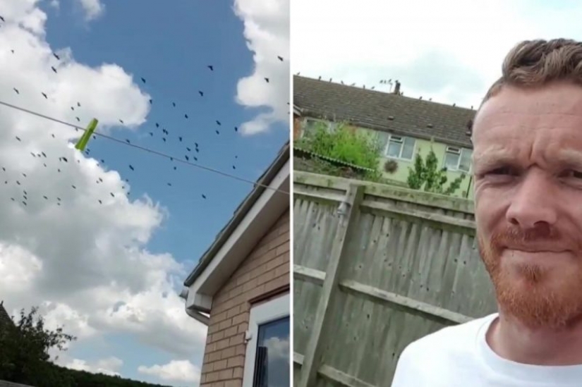 Black revenge: he lured on the lawn of a neighbor 300 crows for Pets