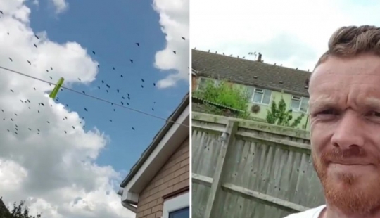 Black revenge: he lured on the lawn of a neighbor 300 crows for Pets