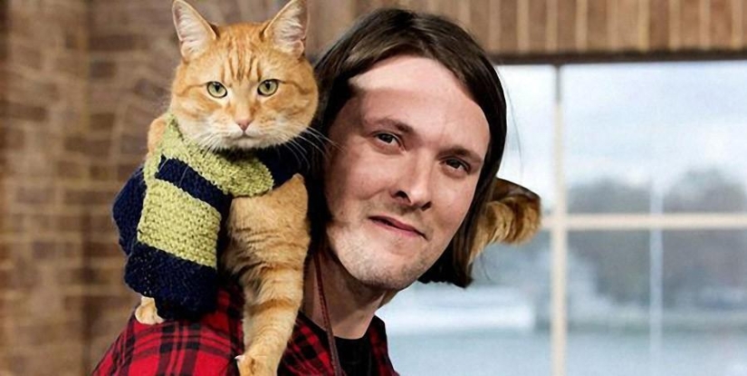 Bob gato de jengibre