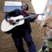 Bob gato de jengibre