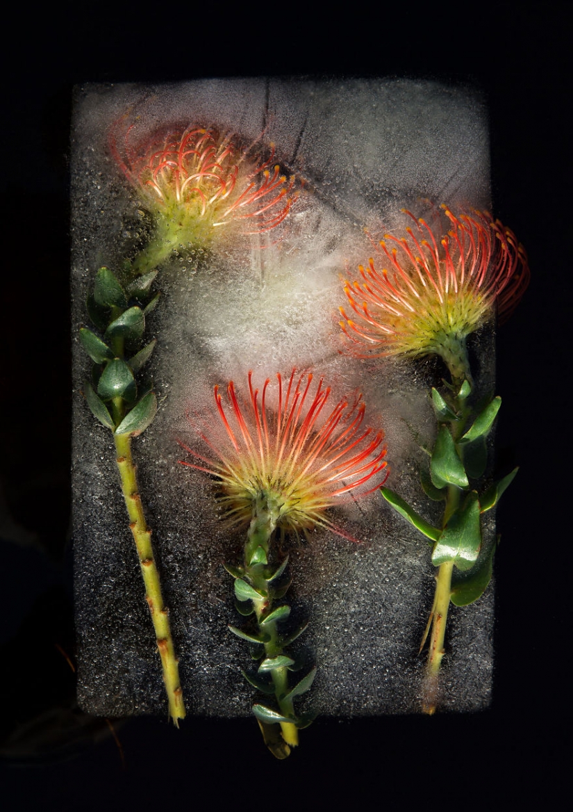 Bodegones de flores congeladas