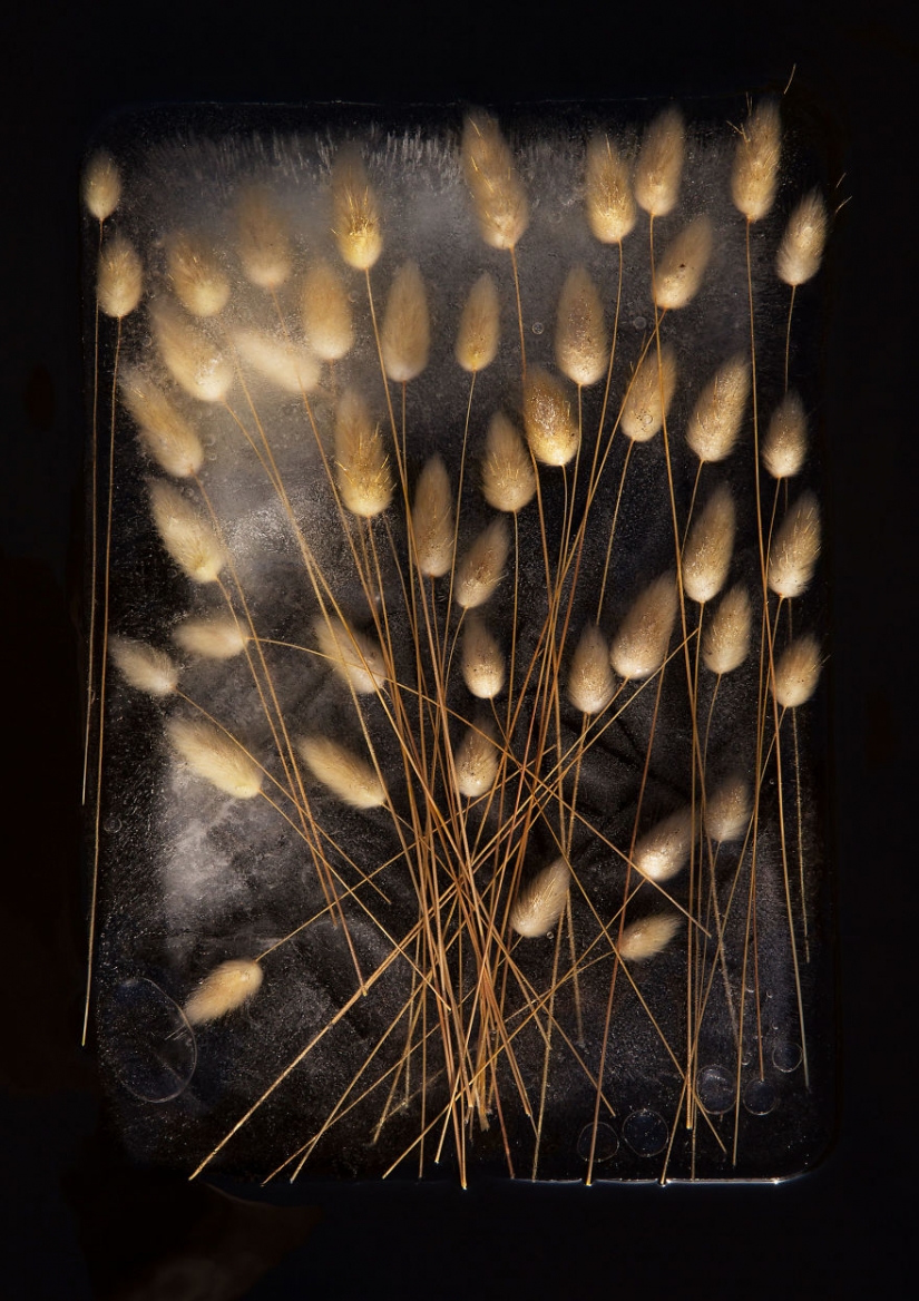 Bodegones de flores congeladas