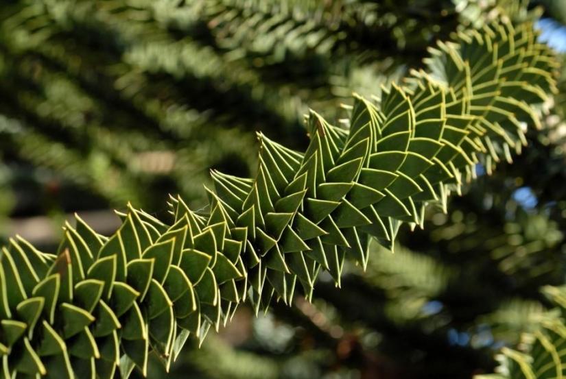 Bosque de otro planeta! Bosque de otro planeta!