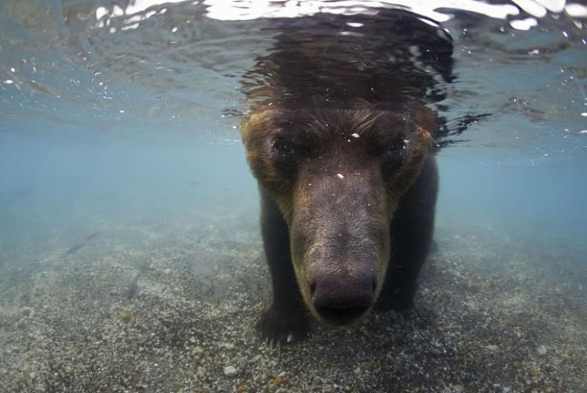 Brown Bear salmon hunting in the Russian Far East