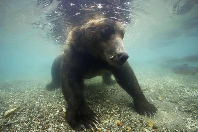 Brown Bear salmon hunting in the Russian Far East
