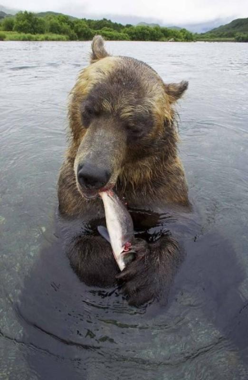Brown Bear salmon hunting in the Russian Far East