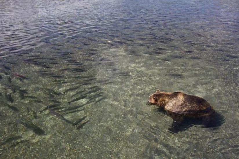 Brown Bear salmon hunting in the Russian Far East