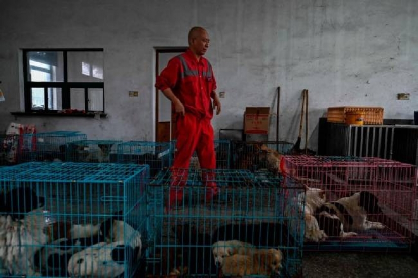 Buena misión: un monje de Shanghai cuida de 8.000 animales sin hogar