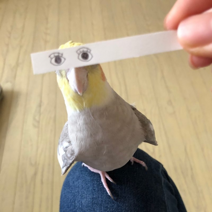 Build eyes! Paper strip uplifting the parrot and its owners