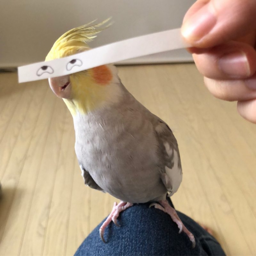 Build eyes! Paper strip uplifting the parrot and its owners