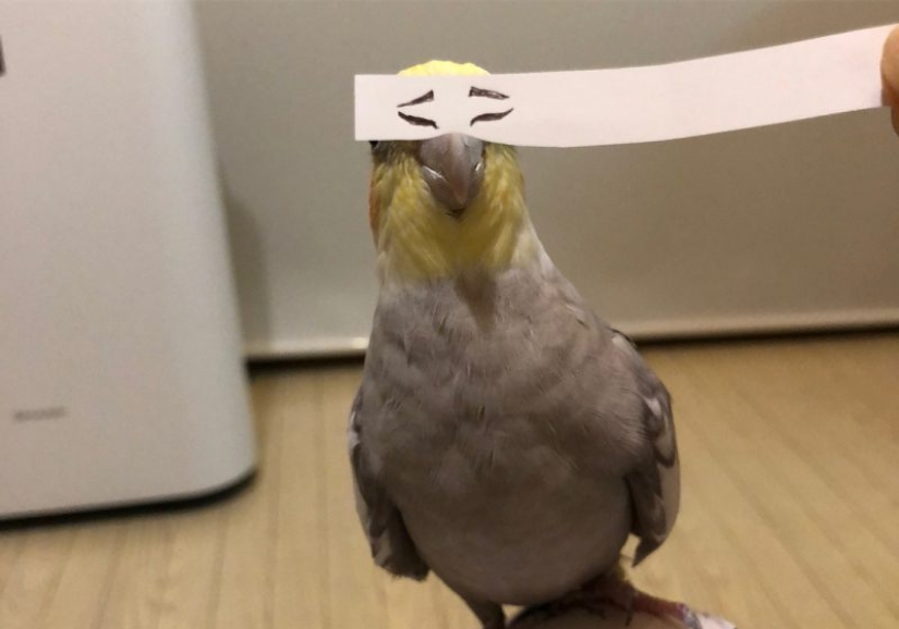 Build eyes! Paper strip uplifting the parrot and its owners