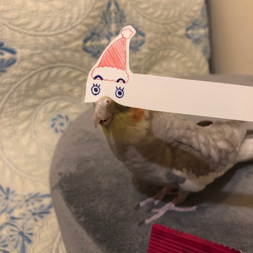 Build eyes! Paper strip uplifting the parrot and its owners