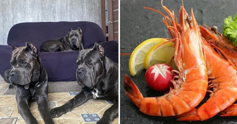 Camarones, ternera y huevos de codorniz: los rusos estaban indignados por la dieta de los perros de un criador
