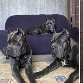 Camarones, ternera y huevos de codorniz: los rusos estaban indignados por la dieta de los perros de un criador