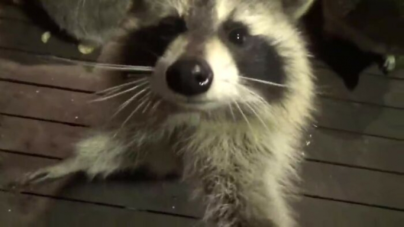 Canadian pensioner became a "Raccoon Charmer", fulfilling the will of his late wife Canadian pensioner became a "Raccoon Charmer", fulfilling the will of his late wife